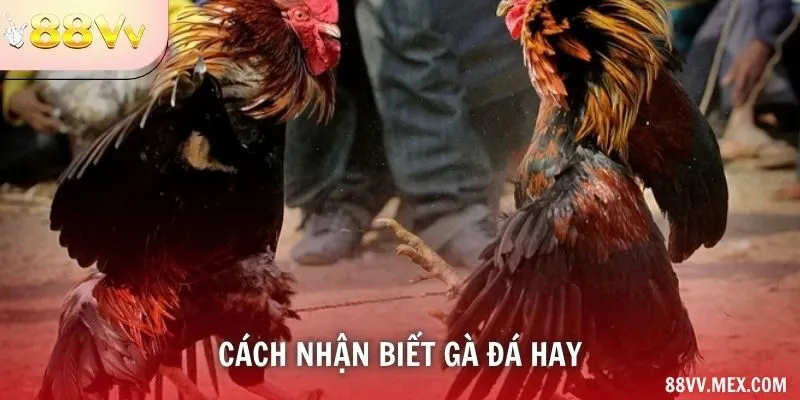 Cách nhận biết gà đá hay
