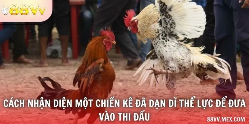 Ngoại hình và việc theo dõi sức khỏe gà