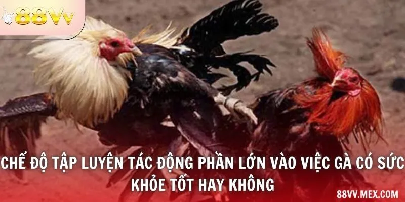 Quan sát vận động thường ngày của gà