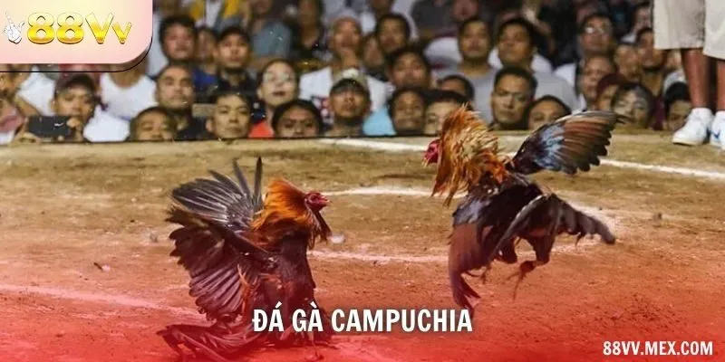 đá gà Campuchia