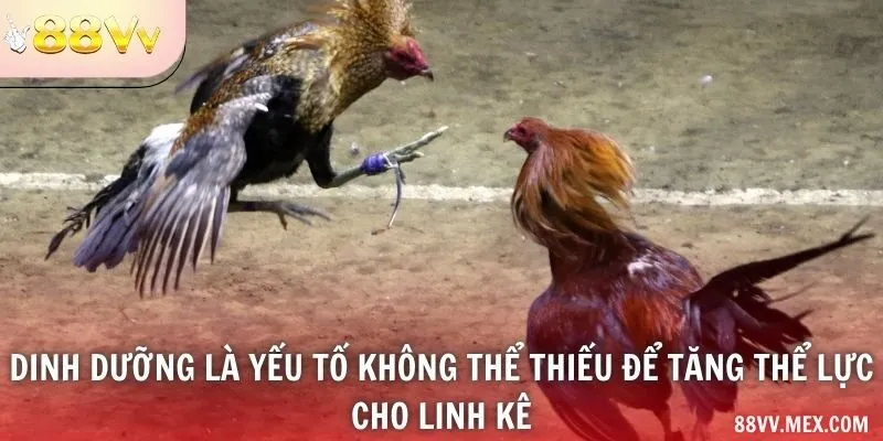 Khẩu phần phù hợp tuổi và mục đích nuôi