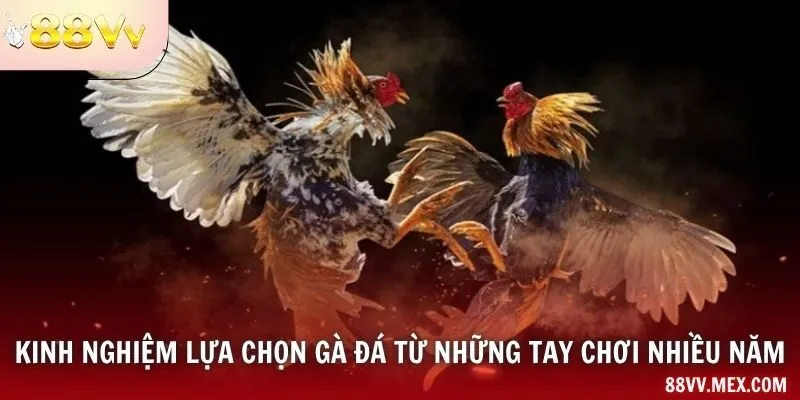 Ngoại hình và giống gà