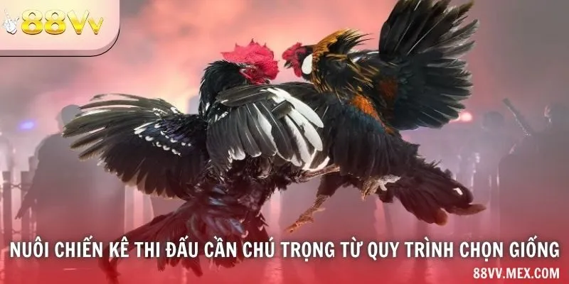 Giống và nguồn gà