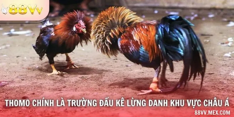 Đá Gà Tre Thomo
