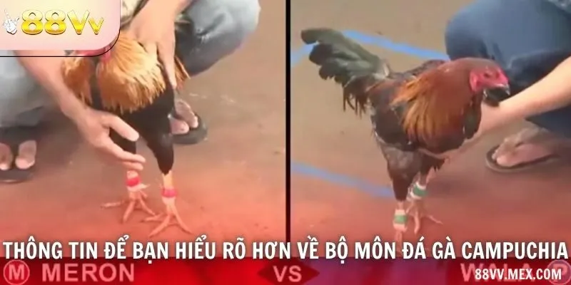 Tên địa điểm và nguồn phát đá gà Campuchia