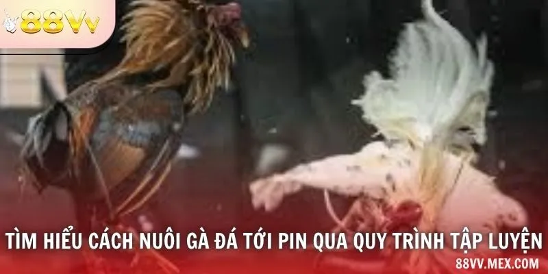Hoạt động và nơi ở của gà
