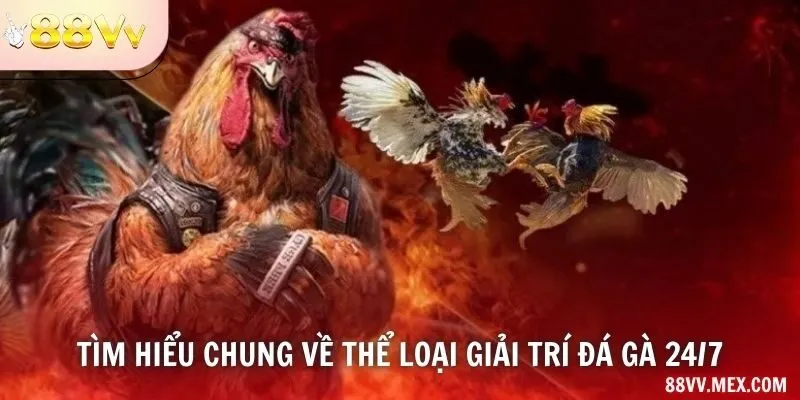 Nhãn đá gà trực tiếp 24/7 và lịch phát