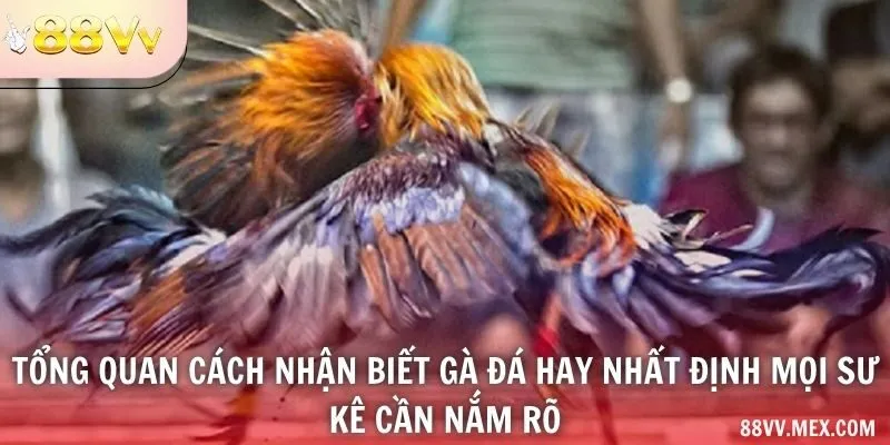 Các dấu hiệu theo dõi khi chăm sóc gà