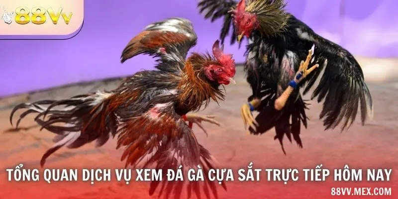 Ngày giờ và nguồn video đá gà cựa sắt