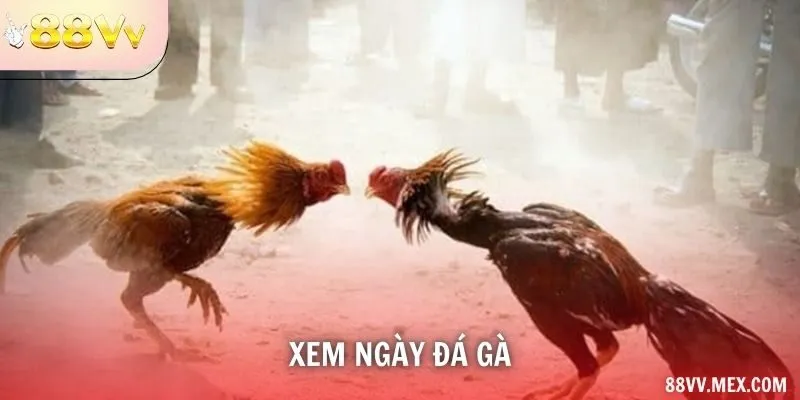 Xem ngày đá gà